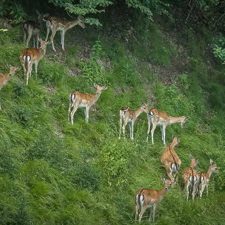 בית נופש Neokrnjena Narava Sevnica