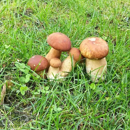 Neokrnjena Narava Prázdninový dům