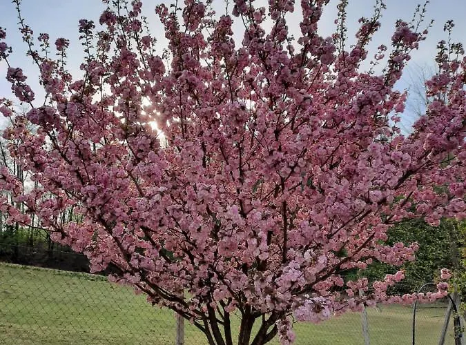 度假居 Neokrnjena Narava *