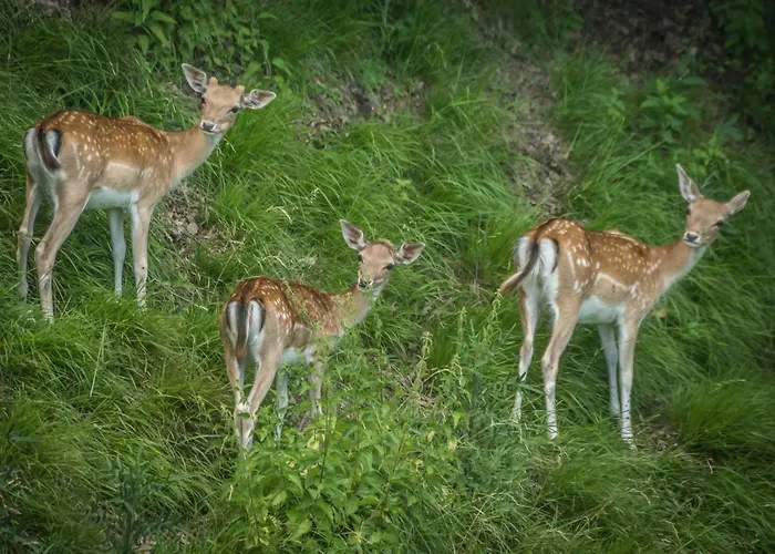 Ferienhaus Neokrnjena Narava *
