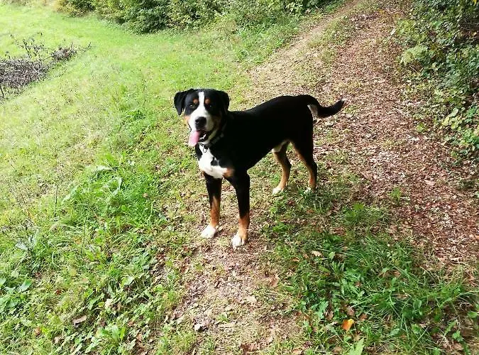 Ferienhaus Neokrnjena Narava