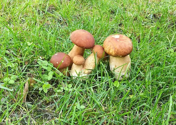 Neokrnjena Narava Ferienhaus