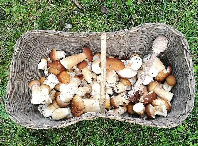 Neokrnjena Narava * Sevnica